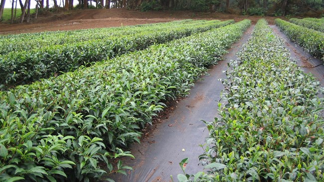 رئیس سازمان چای بابیان اینکه ضریب خودکفایی صنعت چای به 22 درصد رسیده است، گفت: اقدام‌های حمایتی دولت یازدهم از صنعت چای نه‌تنها آن را از ورطه انحطاط نجات داد بلکه روند تولید آن را برمدار رشد قرار گرفت.