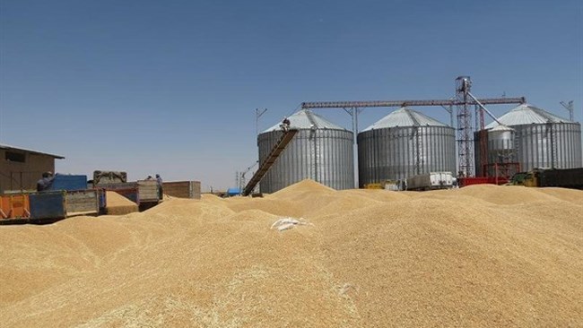 معاون وزیر جهاد کشاورزی می‌گوید: تاکنون میزان خرید تضمینی گندم به ۸.۷ میلیون تن رسیده و پیش‌بینی می‌شود روند خودکفایی گندم در سال جاری نیز ادامه داشته باشد.