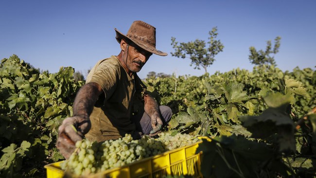 نماینده ملایر در مجلس می‌گوید: انگور ملایر به‌عنوان میراث جهانی کشاورزی ثبت جهانی شده است.