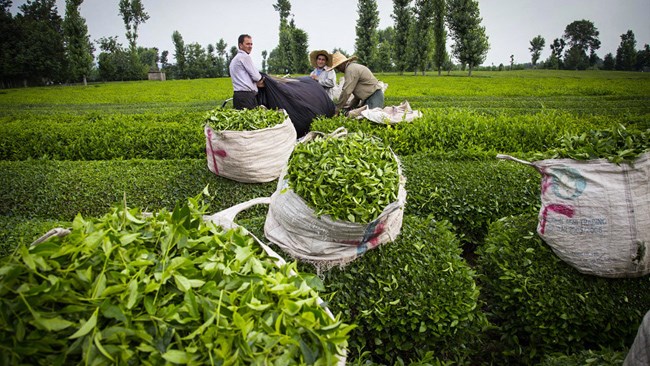 ۵۶ درصد از چای صادراتی ایران به مقصد جمهوری آذربایجان رفته و مابقی آن به کشورهایی مانند ترکمنستان، ازبکستان، تاجیکستان و ترکیه صادر می‌شود.
