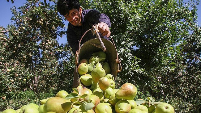 گزارش آماری مرکز ملی مطالعات راهبردی کشاورزی و آب اتاق ایران نشان می‌دهد طی 5 ماه نخست سال 1397، 40 درصد از صادرات محصولات کشاورزی و صنایع غذایی ایران به مقصد عراق انجام شده است.