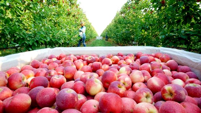 وزارت صنعت، معدن و تجارت با ارسال نامه‌ای به گمرک ایران، ضوابط فنی صادرات سیب را اعلام کرد. در این ابلاغیه شرایط مربوط به کیفیت سیب صادراتی، بسته‌بندی و نشانه‌گذاری آن مورد توجه قرار گرفته است.