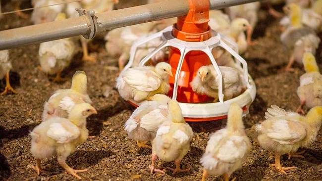 نایب‌رئیس کانون انجمن صنفی مرغداران گوشتی گفت: در حال حاضر حدود ۹۰ درصد نهاده‌های موردنیاز واحدهای مرغداری توسط دولت با نرخ مصوب تأمین می‌شود.