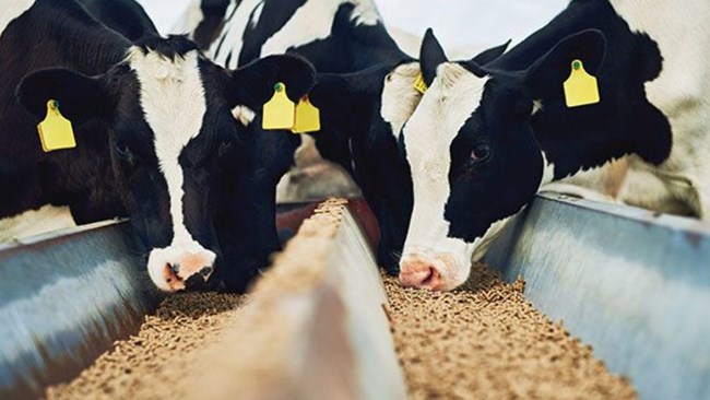 مدیرعامل اتحادیه دامداران سراسری کشور گفت: در صورت تأمین نهاده دولتی برای دامداران، ما درخواستی برای افزایش قیمت شیر خام نداریم.