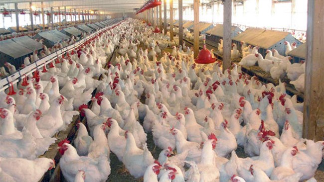 رئیس انجمن پرورش دهندگان مرغ گوشتی با اشاره به اینکه با کمبود شدید نهاده های دامی مواجه هستیم، گفت: ادامه روند فعلی، تولید مرغ را با خطر مواجه می کند.