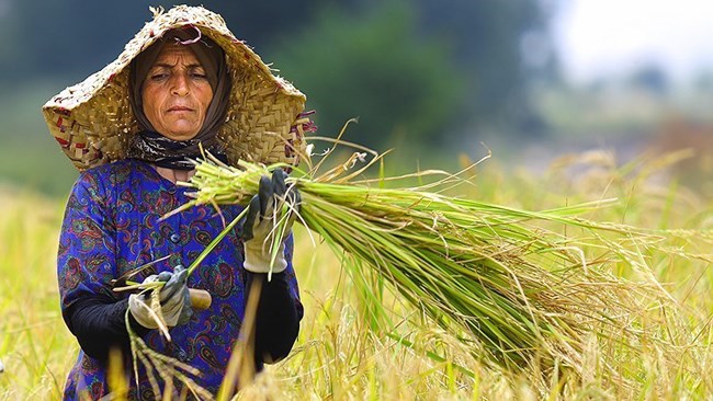 دبیر انجمن برنج ایران از تخصیص ۷۰۰ میلیارد تومان به قرارگاه خاتم برای کشت برنج و رسیدن به خودکفایی گفت: طبق مطالعات کارشناسی امکان خودکفایی در تولید برنج را نداریم.