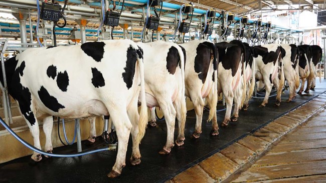 گزارش مرکز آمار ایران نشان می دهد در تابستان امسال، تعداد گاو و گوساله پروار شده 24 درصد و میزان تولید شیر ١٠.٥ درصد نسبت به فصل تابستان سال قبل کاهش داشته است.