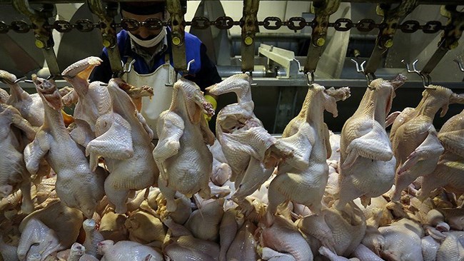 بر اساس گزارش مرکز آمار ایران عرضه گوشت مرغ در آبان امسال نسبت به مهرماه 14 درصد افزایش داشته است؛ هرچند همچنان مقدار عرضه گوشت مرغ و طیور در این ماه 11 درصد کمتر از آبان پارسال است.