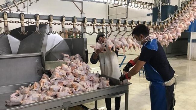 مدیرعامل اتحادیه مرغداران گوشتی خاطر نشان کرد: متناسب با کاهش مصرف مرغ، تولید نیز روند کاهشی به خود گرفته و زیر نرخ مصوب در بازار عرضه می‌شود.