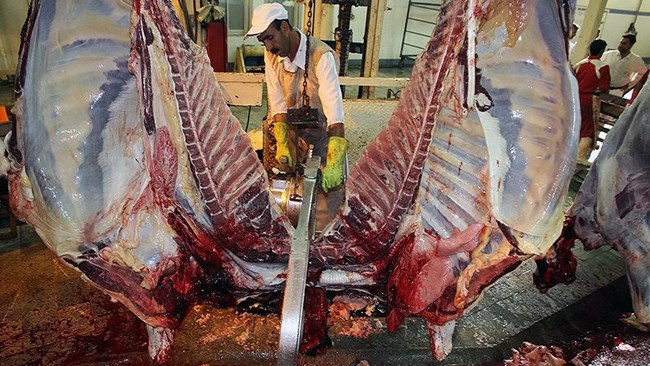 رئیس شورای تامین‌کنندگان دام از افزایش ۱۳ درصدی عرضه گوشت قرمز در آذر نسبت به آبان خبر داد. بخش زیادی از این رشد عرضه، به گوشت‌های منجمد وارداتی مربوط می‌شود که با هدف تنظیم بازار آنها را وارد شده است.