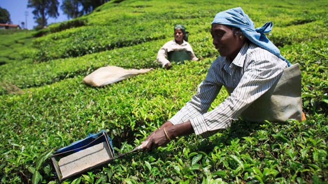 رئیس سازمان چای کشور اعلام کرد: با دستور وزیر جهاد کشاورزی، واردات چای برای تنظیم بازار منوط به خرید بخشی از چای تولید داخل شده است.