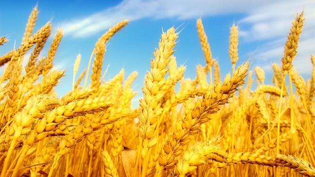 میزان خرید گندم مازاد بر نیاز کشاورزان از ابتدای فصل برداشت تا 31 خرداد ماه به رقم چهار میلیون و 213 هزارتن رسید