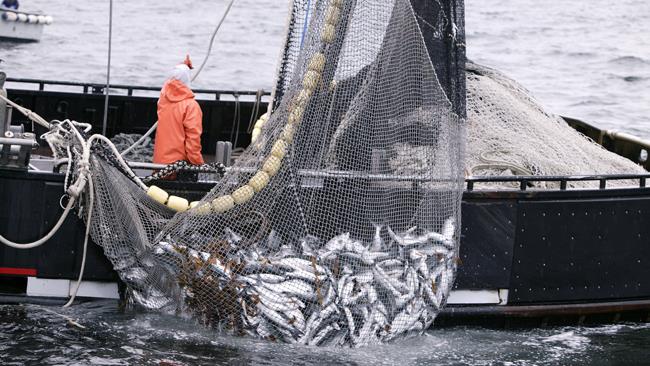 آخرین گزارش پرورش ماهی فائو زنگ خطر برای جلوگیری از صید بی‌رویه ماهی را به صدا درآورده‌است.