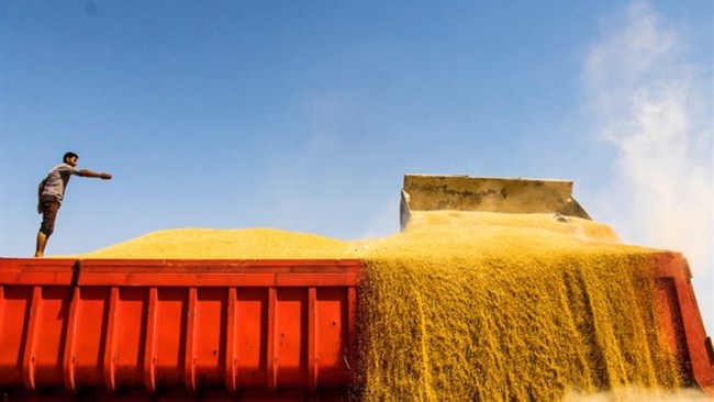 عباسی‌معروفا از خرید سه میلیون و ۶۱۰ هزار تنی گندم و پرداخت بیش از ۶۰ درصدی مطالبات کشاورزان خبر داد. صادرات گندم و مشتقات آن طی ماه‌های نخست امسال از سر گرفته شده است؛اگر قطر به این محصول استراتژیک نیاز دارد به راحتی می‌توان آن را تامین کند.