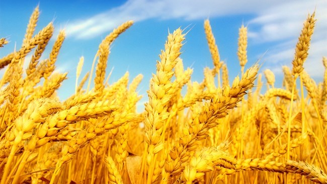 واردات گندم از سال ۱۳۹۳ ممنوع شده، بیش از ۵۵ هزار تن از این محصول طی پنج ماهه امسال از شش کشور مختلف به ایران وارد شده و با توجه به ثبت سفارش های انجام شده از سال قبل، به نظر می رسد روند افزایشی آن همچنان ادامه دارد.
