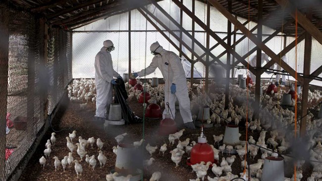 وزیر جهاد کشاورزی می‌گوید: امسال با تمهیداتی که اندیشیده شده، خوشبختانه مشکل جدی در خصوص شیوع آنفلوانزای فوق حاد پرندگان وجود ندارد.