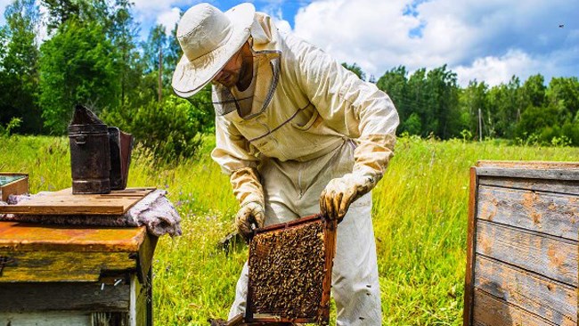 معاون وزیر جهاد کشاورزی می‌گوید: ایران چهارمین تولیدکننده عسل در جهان محسوب می‌شود؛ اما جای برندسازی در این صنعت بسیار خالی است.