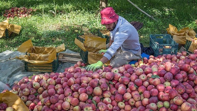 معاون وزیر جهادکشاورزی می‌گوید با صادرات سیب با سیاست بازار در مقابل بازار دو برابر شده و در سال گذشته جمعاً ۶۰۵ هزار تن سیب‌درختی از کشور صادر شده است.