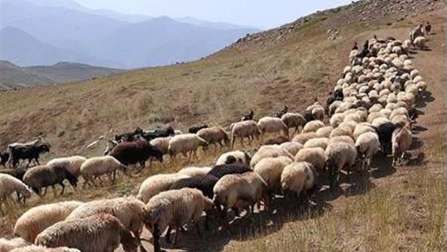 مدیرعامل شرکت پشتیبانی امور دام می‌گوید: برای تنظیم بازار گوشت قراردادی منعقد شده که بر اساس آن هر هفته ۵۰ هزار رأس دام زنده وارد کشور می‌شود.