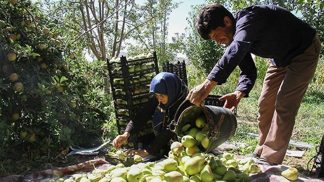 کمیسیون کشاورزی و صنایع غذایی اتاق ایران با شناسایی چالش‎‌های آثار تحریم بر تولید و صادرات محصولات باغی به ارائه پیشنهاد‌های ضروری در این زمینه پرداخته است.