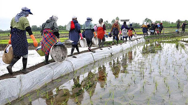 معاون وزیر جهاد کشاورزی می‌گوید طرح ممنوعیت کشت برنج در استان‌های غیرشمالی در هیات دولت مصوب و به استان‌ها ابلاغ شده است.