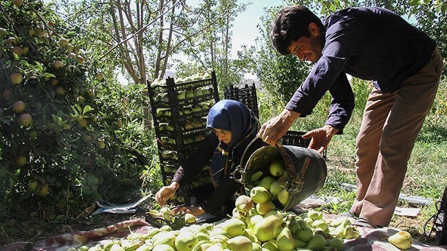 مدیرعامل صندوق کارآفرینی امید از اختصاص ۲۰۰۰ میلیارد تومان تسهیلات اشتغال روستایی در سال ۹۸ خبر داد و گفت: طرح روستای بدون بیکار تا پایان سال در ۱۰۰ روستای کشور اجرا خواهد شد.