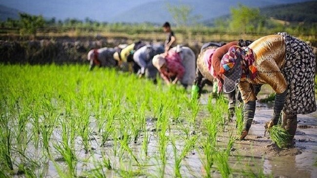 مرکز آمار ایران اعلام کرد: تورم سالانه تولید کننده زراعت، باغداری و دامداری سنتی ۱۱ درصد افزایش یافت.