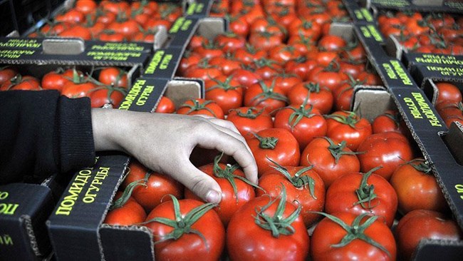 معاون وزیر جهاد کشاورزی گفت: خرید حمایتی گوجه‌فرنگی از امروز شنبه (۱۰ خردادماه) در کرمان آغاز می‌شود.