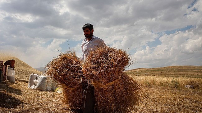 مشاور عالی نظام صنفی کشاورزی از تعلل وزیر جهاد در تشکیل شورای قیمت گذاری محصولات استراتژیک انتقاد کرد و گفت: این تاخیر کشت محصولات را با چالش مواجه می کند.