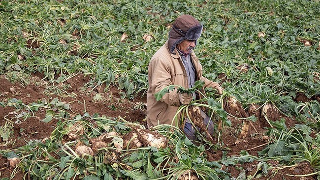 رییس مرکز پژوهشی پژوهاب گستر معتقد است: با ادامه خشکسالی تولید محصولات کشاورزی از 130 میلیون تن ادعای وزارت کشاوزی، حداقل 20 میلیون تن کمتر خواهد بود.