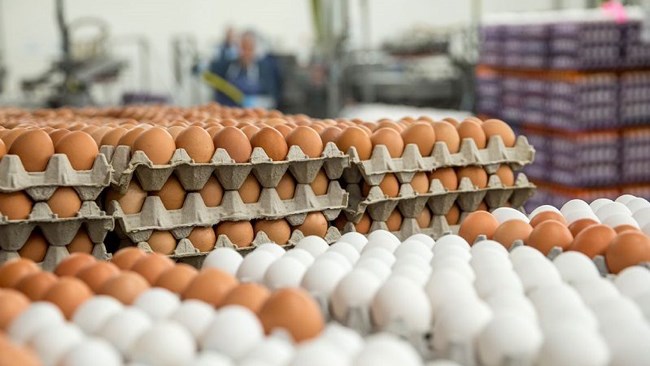 رئیس هیات مدیره اتحادیه مرغ تخم‌گذار با اشاره به واردات ۱۰ هزار تن تخم مرغ طی روزهای آینده از ثبات بازار تخم مرغ تا دو هفته دیگر خبر داد.