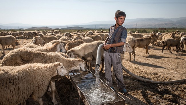 گزارش مرکز آمار ایران نشان می‌دهد میزان پروار دام سبک در پاییز امسال چهار میلیون و 570 هزار رأس بوده که 21.5 درصد نسبت به تابستان افت داشته است.