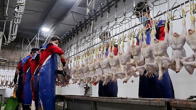 عضو هیات نمایندگان اتاق تهران می‌گوید کاهش حضور دستوری دولت در صنعت مرغ و عمل به خواسته فعالان اقتصادی، عاملی برای کاهش التهابات و بازگشت آرامش نسبی به بازار بوده است.