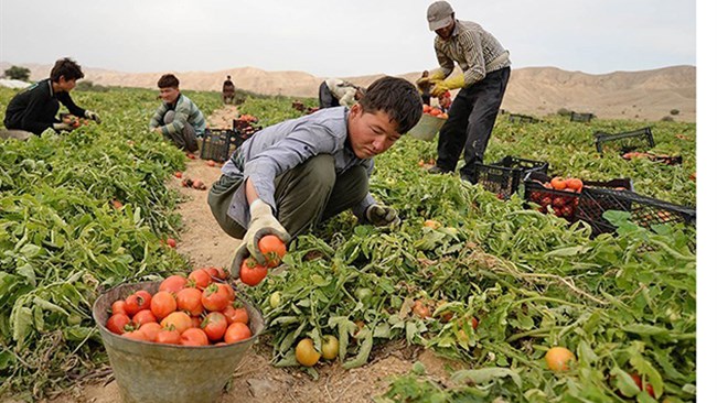 بر اساس گزارش مرکز آمار ایران قیمت گوجه فرنگی 16.6 و قیمت پیاز 15.5 درصد در آبان نسبت به مهر افزایش قیمت داشته‌اند.