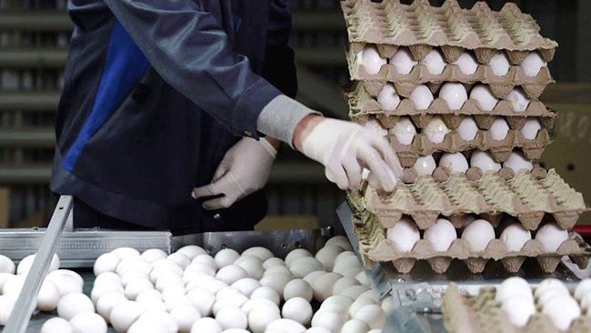 مدیرعامل اتحادیه مرکزی مرغداران میهن گفت: قیمت تمام شده هر کیلو تخم‌مرغ برای مرغداران ۴۹ هزار تومان است که در حال حاضر با ۱۰ هزار تومان کمتر آن را به بازار عرضه می‌کنند.