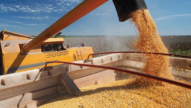 وزیر کشاورزی قزاقستان با اشاره به عدم تمایل تولیدکنندگان داخلی غلات به فروش محصولات در بازار داخلی از اعمال محدودیت‌های موقت برای صادرات این محصول خبر داد.