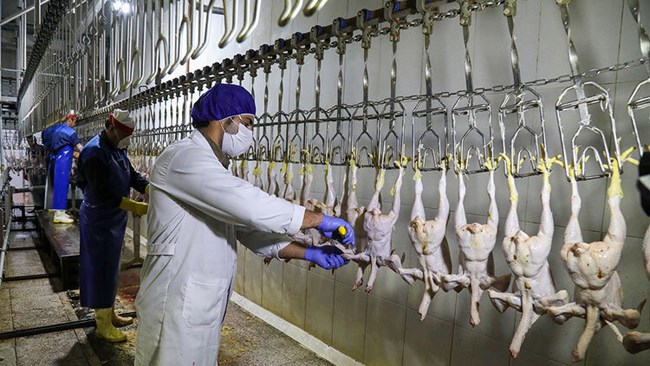 اگرچه عرضه گوشت طیور در کشتارگاه‌های رسمی کشور در فروردین امسال نسبت به فروردین سال گذشته 11.7 درصد افزایش داشته اما این میزان نسبت به اسفند سال گذشته 2.2 کاهش را تجربه کرده است.