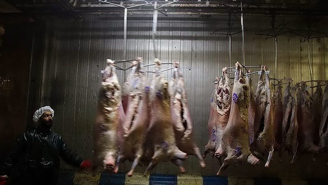 بر اساس اعلام مرکز آمار ایران در بهمن ماه عرضه گوشت قرمز 24 درصد و عرضه گوشت انواع طیور یک درصد نسبت به بهمن سال گذشته کاهش داشته است.
