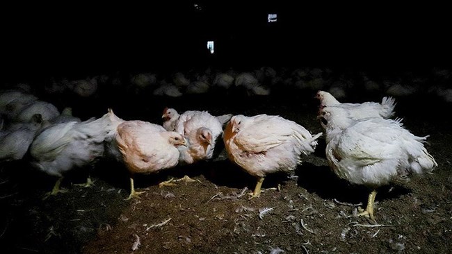 مشاور عالی اتحادیه مرغداران گوشتی کشور گفت: برای اینکه مرغداران بتوانند هر کیلو مرغ زنده را با قیمت ۵۲ هزار تومان تولید کنند بایستی تامین نهاده با قیمت سال قبل فراهم شود.