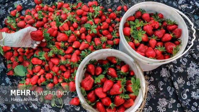 مدیر کل دفتر امور میوه‌های سردسیری و خشک از پیش‌بینی تولید ۱۲۰ هزار تنی توت فرنگی در کشور خبر داد.