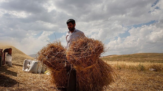 رئیس مجلس شورای اسلامی گفت: بر اساس پیگیری‌های انجام شده حداکثر ظرف ۱۰ روز آینده کل بدهی دولت به گندم‌کاران پرداخت خواهد شد.