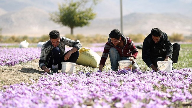 مجری طرح گیاهان دارویی وزارت جهاد کشاورزی می‌گوید: در سال جاری ۱۲۷ هزار هکتار از اراضی در 23 استان کشور به کشت زعفران اختصاص پیدا کرده؛ اما همچنان ۹۳ درصد تولید این محصول در خراسان بزرگ انجام می‌شود.