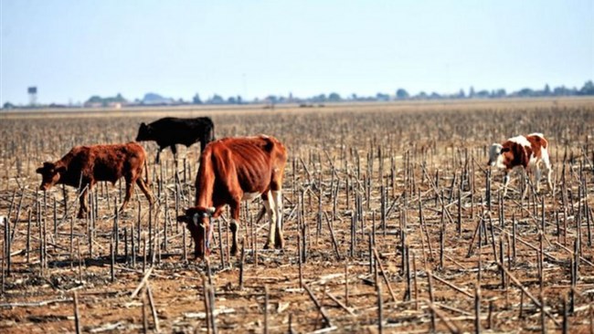 صندوق بین‌المللی پول اعلام کرد انتظار می‌رود رشد اقتصادی زیمبابوه در سال ۲۰۲۴ به دلیل تأثیرات خشک‌سالی ناشی از ال‌نینو از ۵٫۳ درصد سال گذشته به ۲ درصد کاهش یابد.