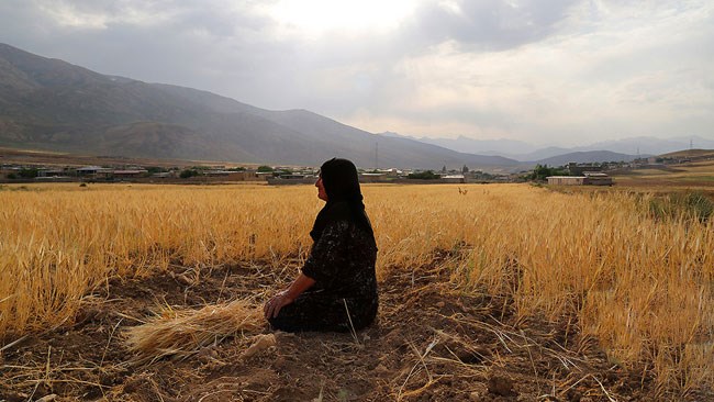 بررسی‌های کمیسیون کشاورزی اتاق ایران نشان می‌دهد که ساختار فعلی بیمه محصولات کشاورزی فاصله زیادی با الگوهای موفق جهانی دارد و برای پایداری مالی و گسترش مشارکت تولیدکنندگان نیازمند اصلاحات جدی است.