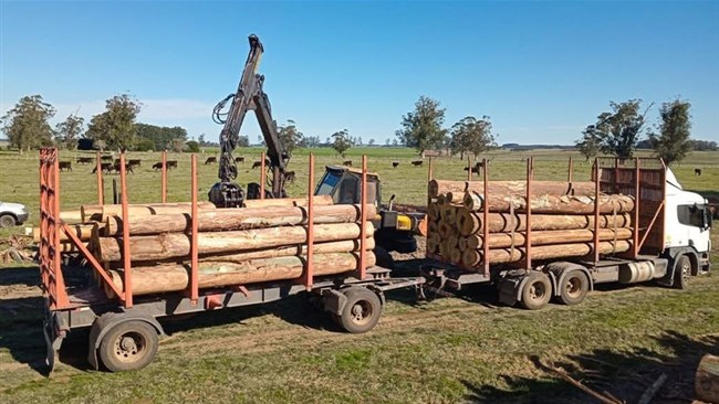معاونت امور بین‌الملل اتاق ایران از اعلام آمادگی یکی از سه صادرکننده برتر چوب اروگوئه برای صادرات ماهانه ۱۵۰ کانتینر چوب به ایران و همچنین همکاری در سرمایه‌گذاری مشترک برای کشت اکالیپتوس خبر داد.