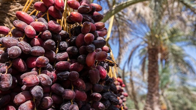 انجمن ملی خرمای ایران در نظر دارد در راستای توسعه و معرفی جایگاه واقعی صنعت خرمای کشور، سومین پاویون صنعت خرمای ایران را در سی و دومین نمایشگاه بین‌المللی ایران آگروفود 1404 در اردیبهشت‌ماه سال آتی برپا کند.