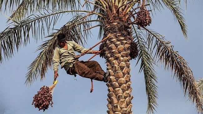 محققان در پژوهشی جدید به بررسی عوامل مؤثر بر صادرات خرمای ایران پرداخته‌اند و تلاش کرده‌اند با نگاهی اقتصادی، دلایل نوسان‌ها و تغییرات بازارهای صادراتی این محصول مهم کشاورزی را واکاوی کنند.