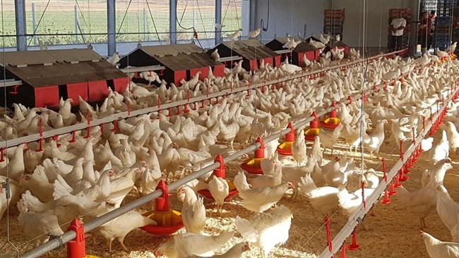 رئیس کمیسیون کشاورزی اتاق ایران می‌گوید: تمهیدات ویژه برای اطمینان از پایداری انرژی در واحدهای تولیدی مرتبط با غذا در شرایط جنگی و تهدید دشمن آمریکایی – صهیونیستیبرای حمله به نیروگاه‌های اندیشیده شده است،